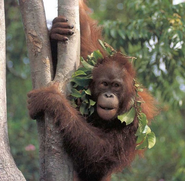 Cezame-actualite-Borneo-orang-outan-borneo-malaisie